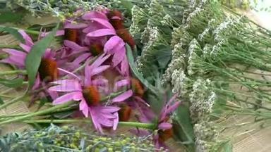 旋转各种新鲜的草药。 紫锥菊、艾草、雅罗和鼠尾草
